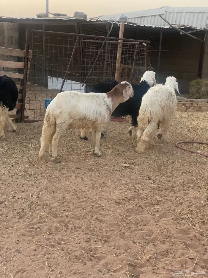 طليان نجد 1