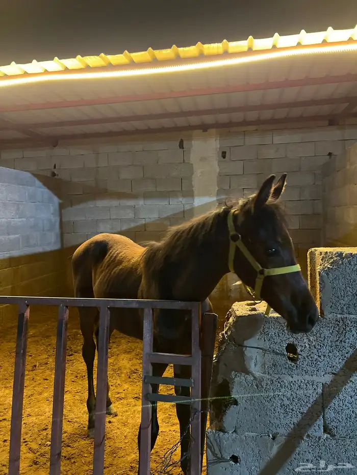خيل شعبي 0