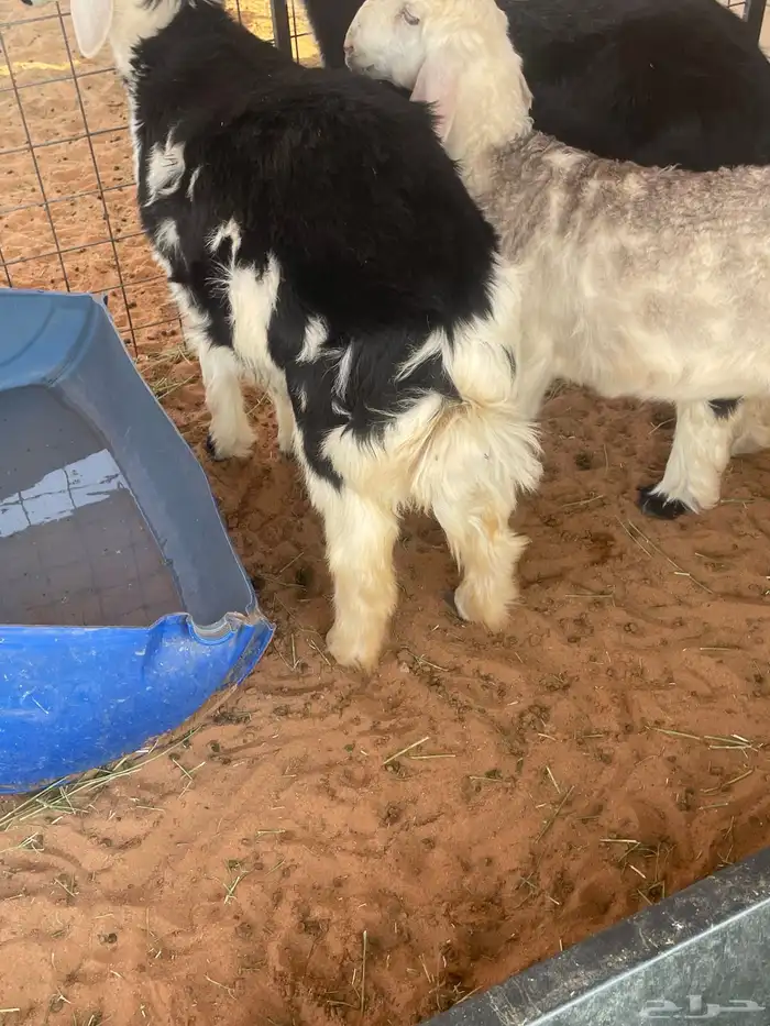 طلي نجدي مقفل شحم عمره اربع شهور 4