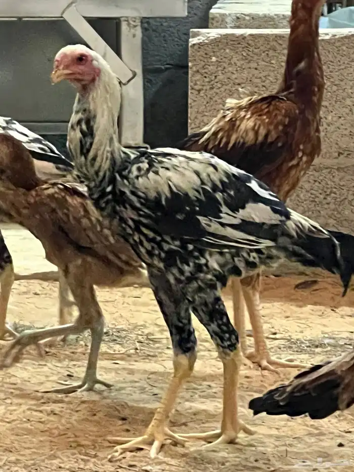 دجاج فرسي 0