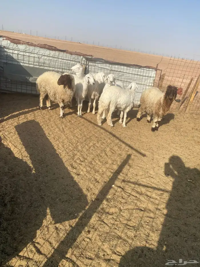 حريات طيبات العدد 7 3