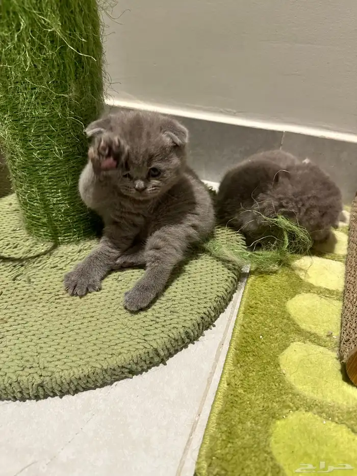 Scottish Fold Kitten Pure Breed 13