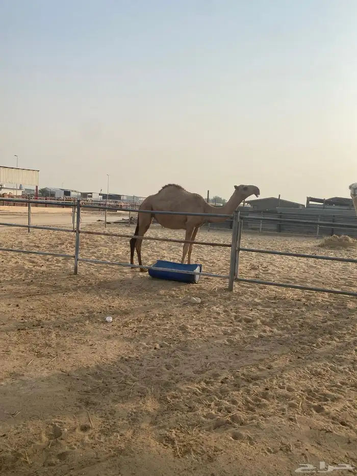 بكره 11