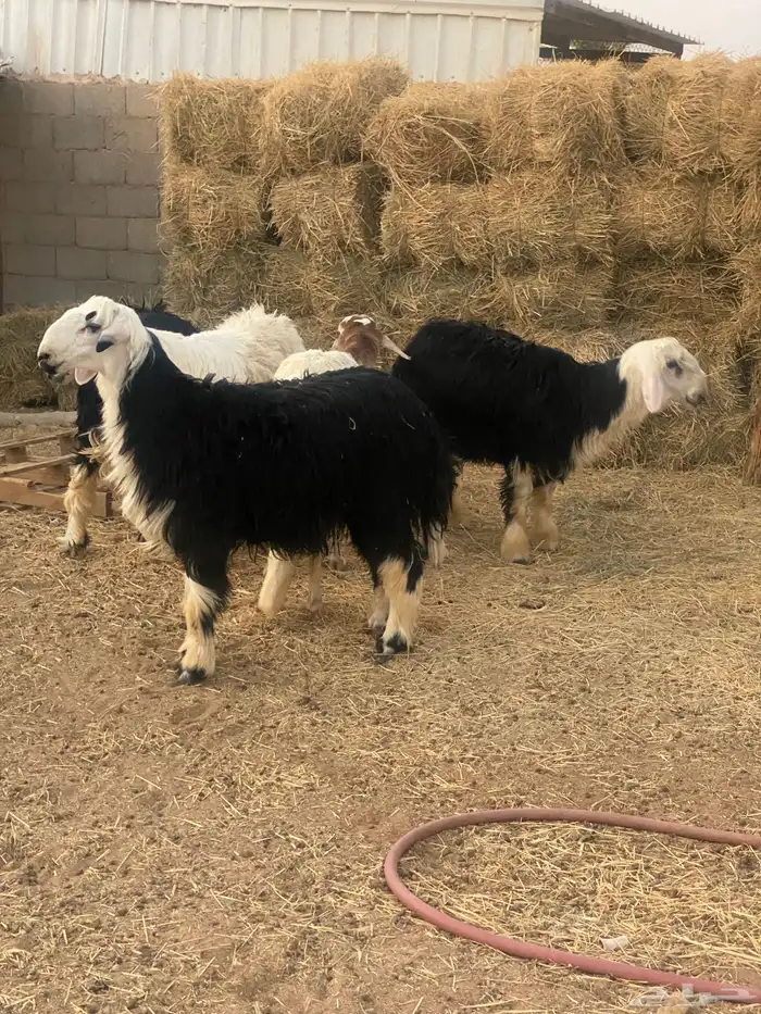 طليان نجد 4