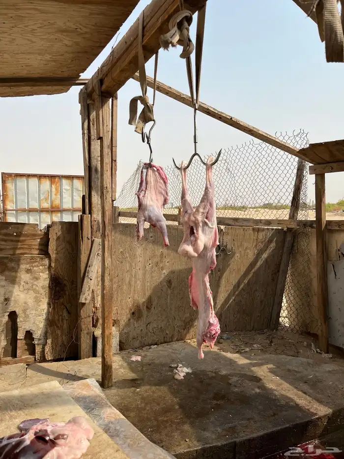 ذبايح 7