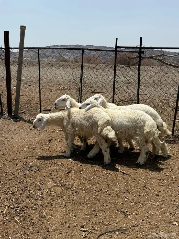 للبيع 5 طليان من انتاج المرح 2