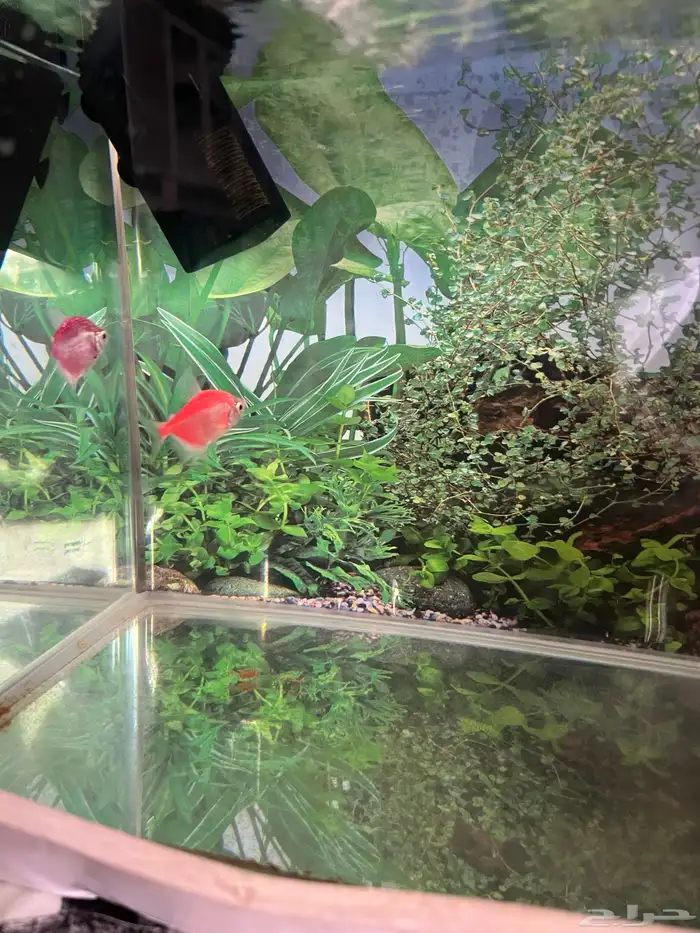حوض أسماك صغير حوض أسماك صغير Pet Fish Aquarium with pump 0