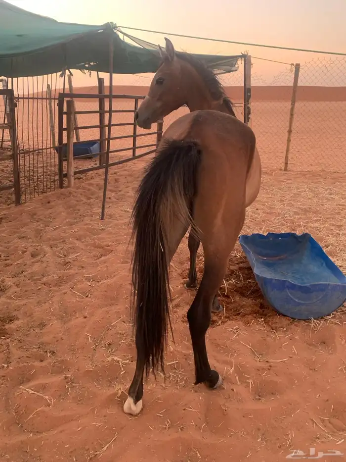 مهره عربيه شعبيه 1