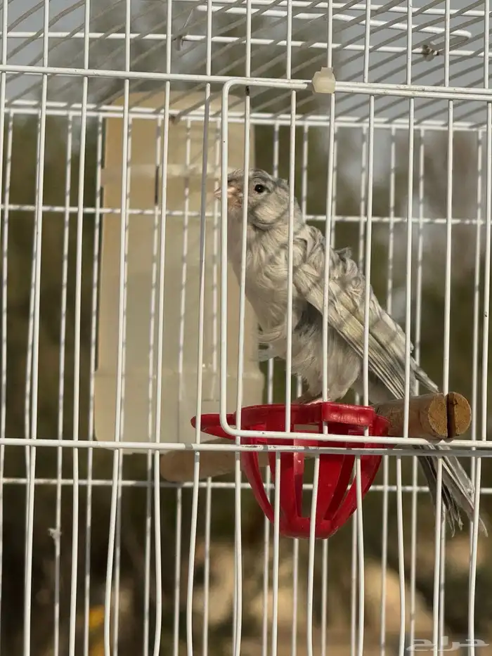 كناري ايراني تغريد شرط 5