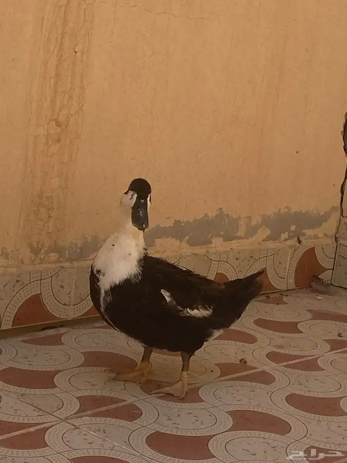 بطه للبيع 3