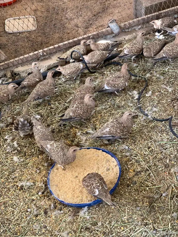 قطاء نغاق 2