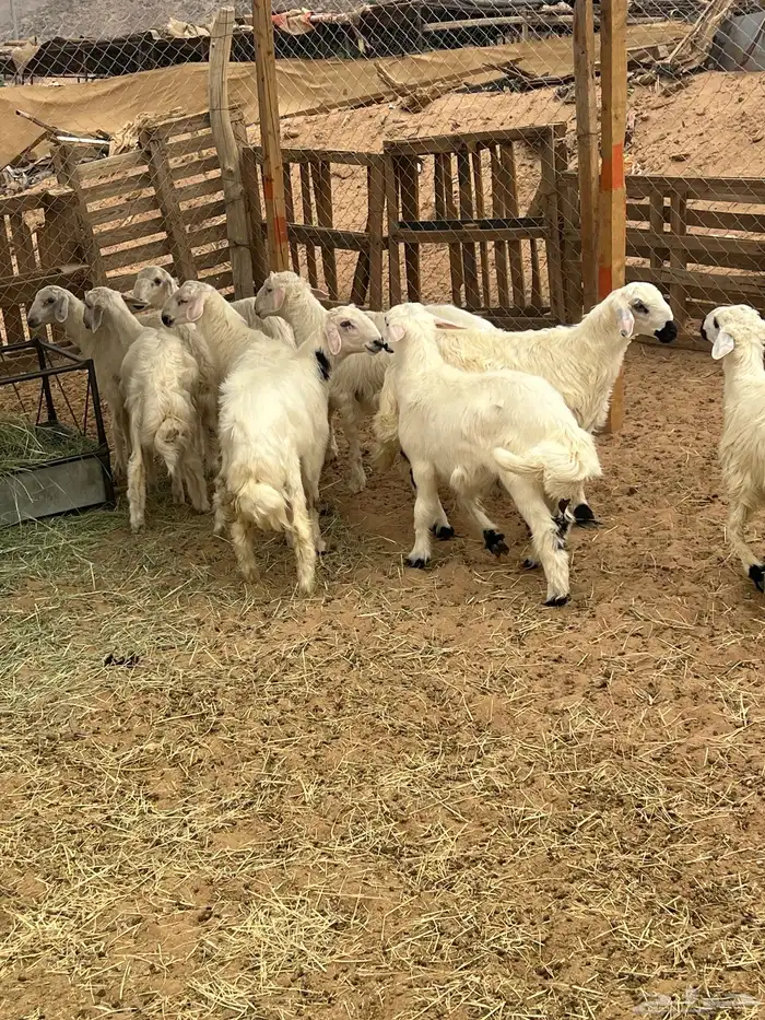 خرفان ورخال صفر نجران 6