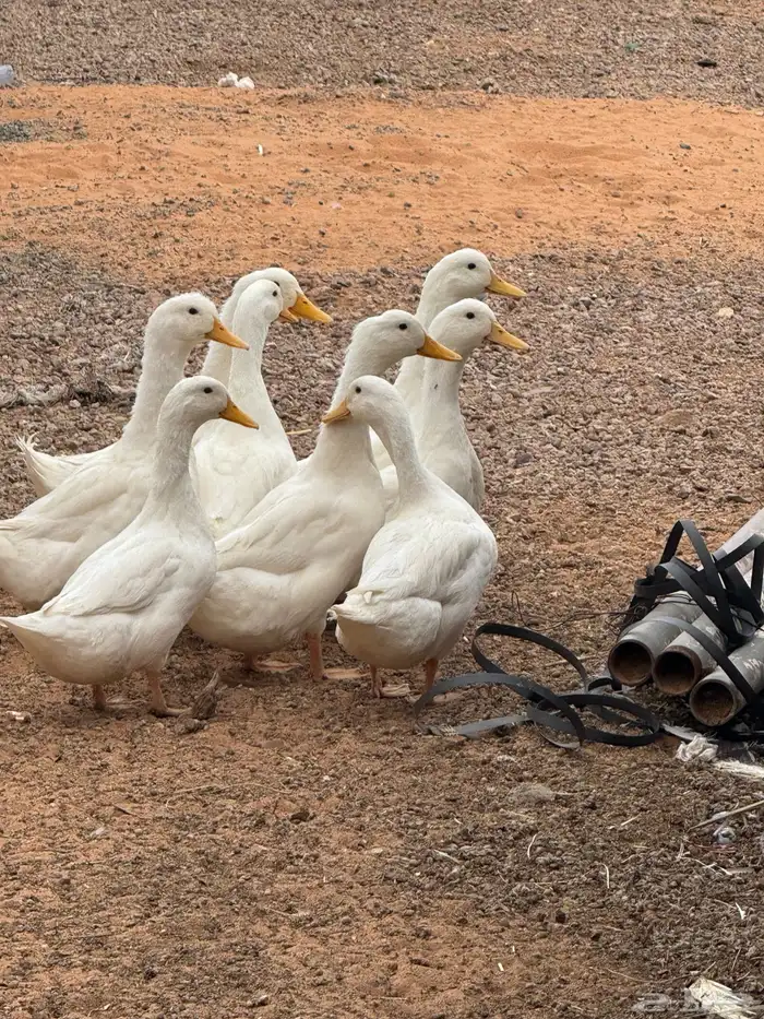 بط دجاج بلدي صوص براهما كلومبي 0