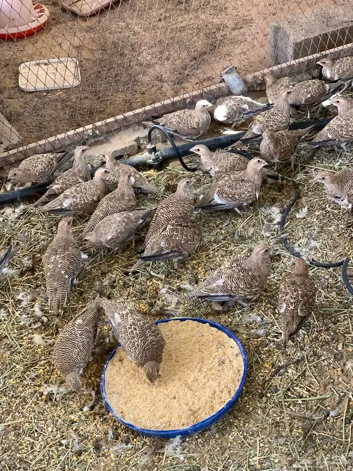 قطاء نغاق 1