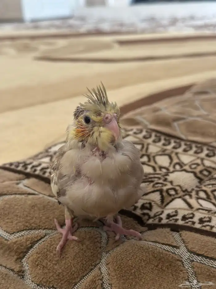 فرخ كروان 1