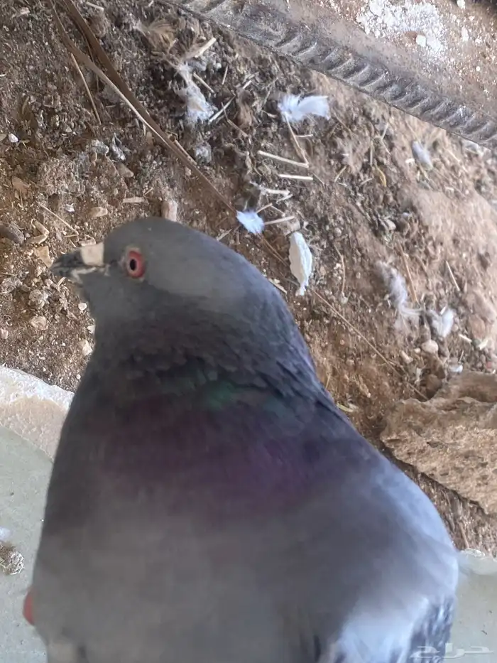 حمام جواز للبيع 1