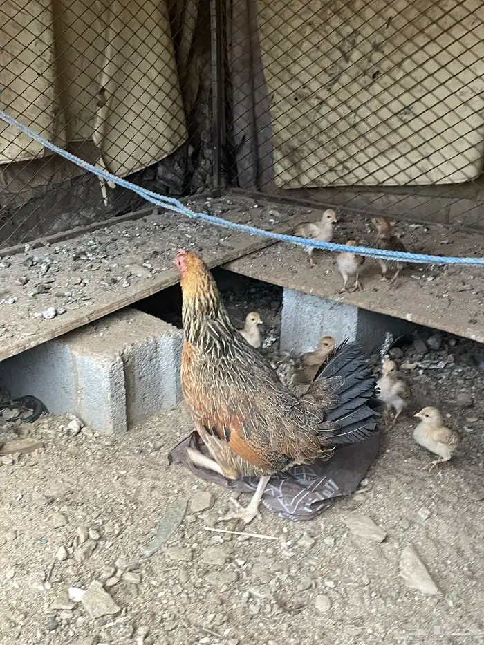 دجاجة مفرخة عليها 2 كفو 4