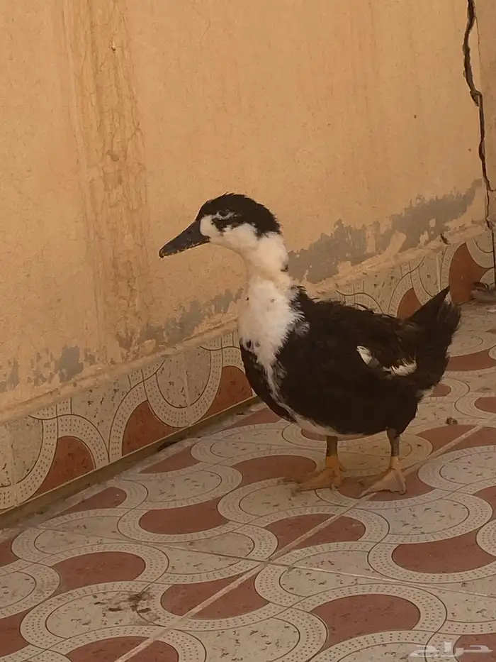 بطه للبيع 4