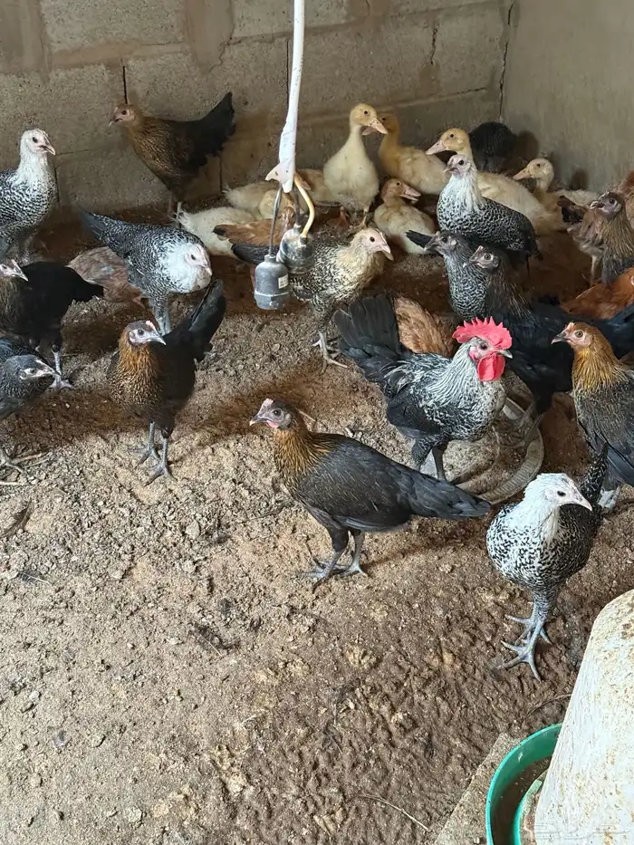 بط دجاج بلدي صوص براهما كلومبي 2