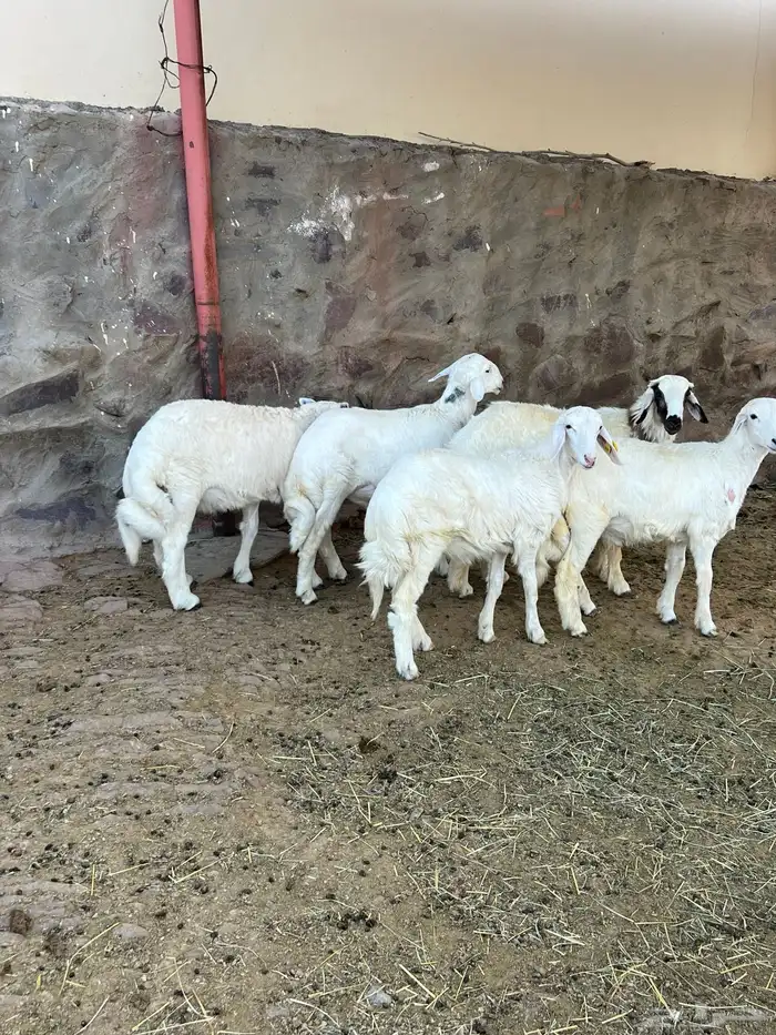 طليان 5