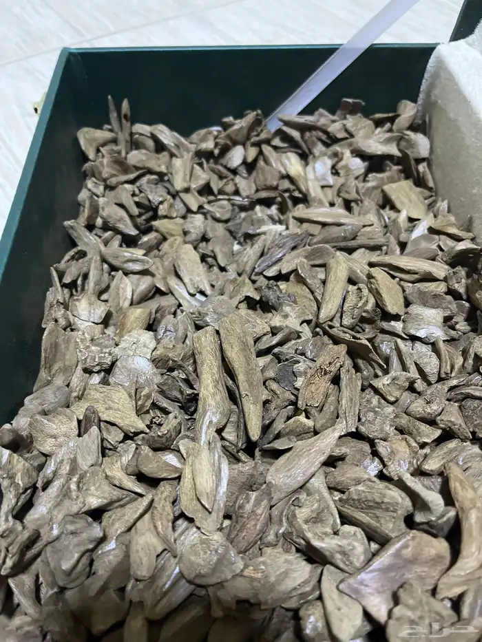 كيلو مروكي طبيعي نقوه غابات اصقون الحجم الذهبي دبل سوبر 1