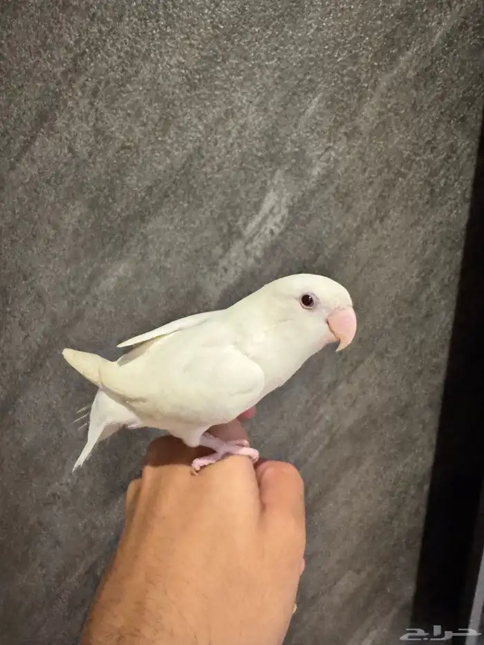 روز البينو هدد 2