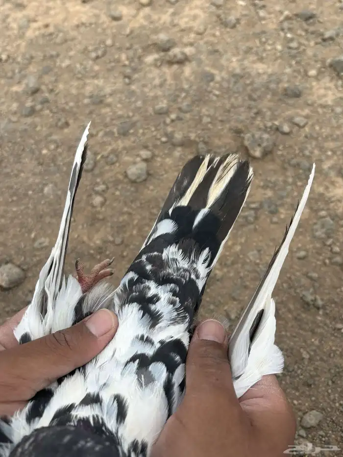 حمام باكستاني شينة و تيدي 6