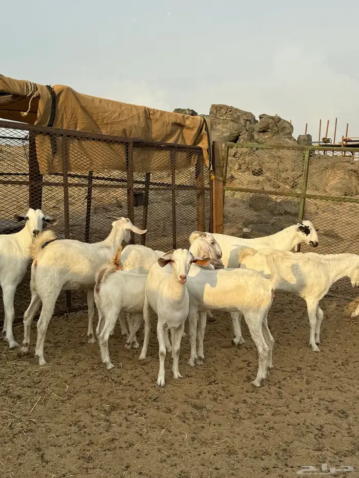 جفار بيشيات ( تم البيع ) 2