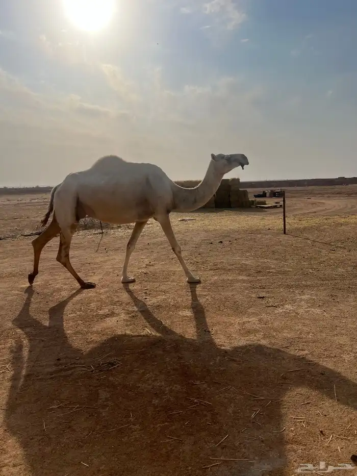 ناقه ضروبه ام ثالث وفيها حليب شرط 0