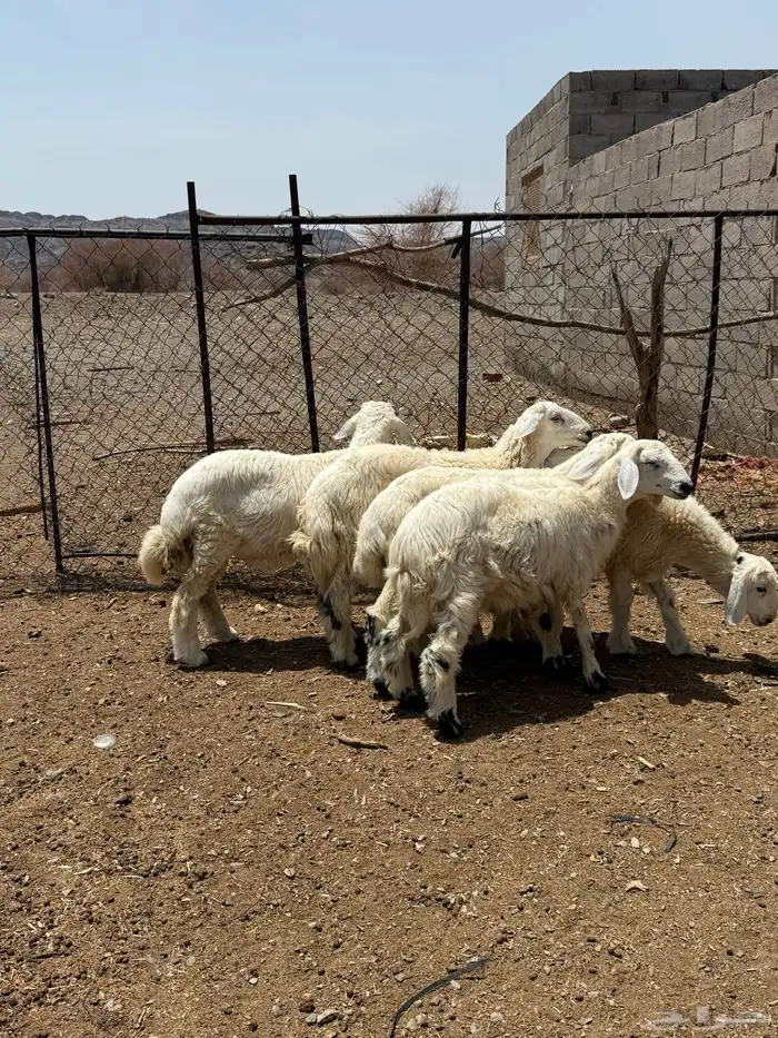 للبيع 5 طليان من انتاج المرح 5