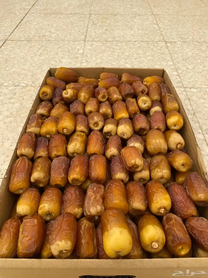 للبيع صقعي فاخر 2