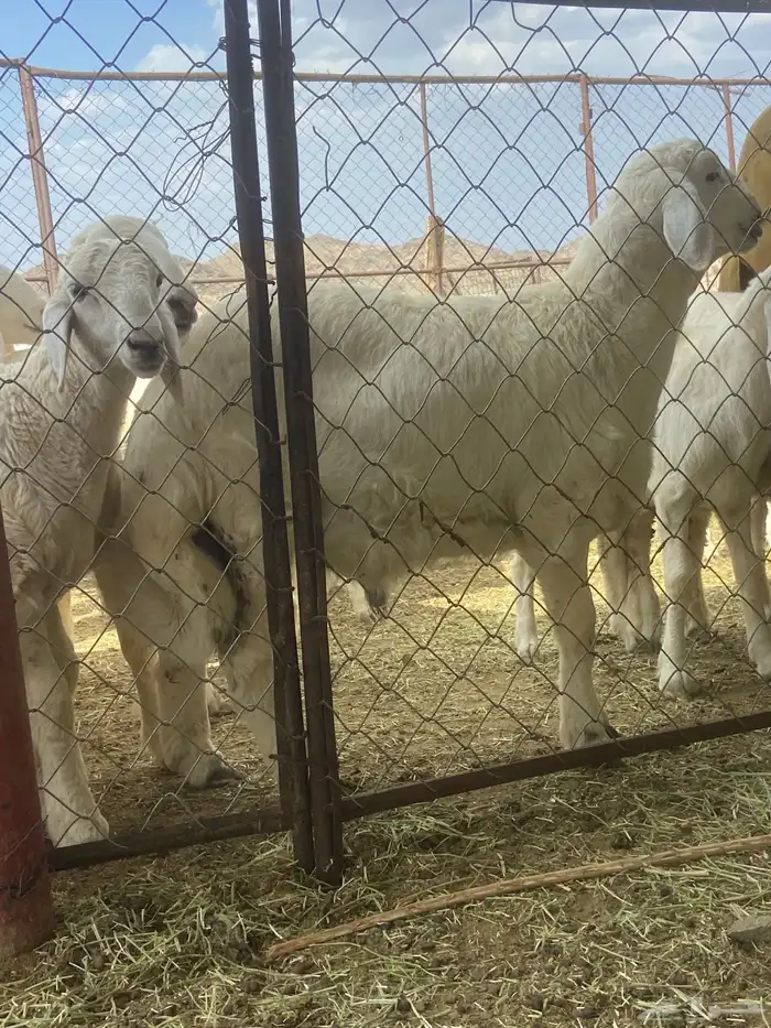 طليان خرفان 1