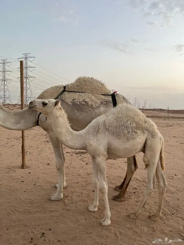 قعود قصب 0