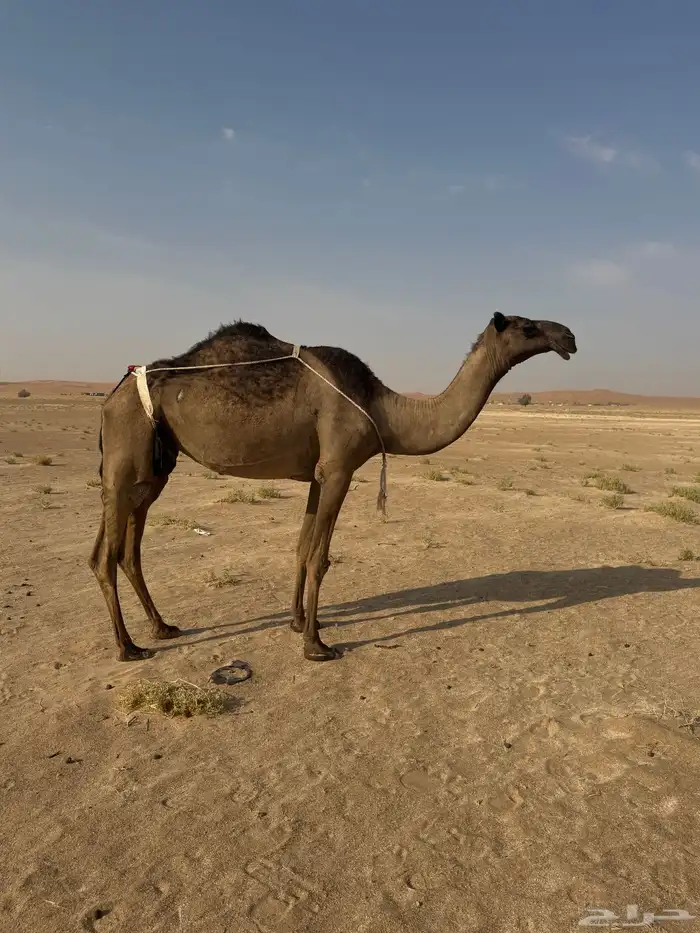 للبيع عشاير العدد ثنتين وخفوت 1