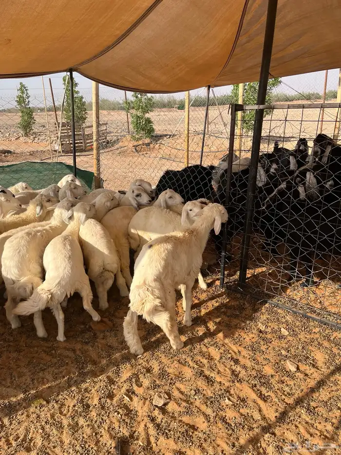 بهم حري عدد 27 4
