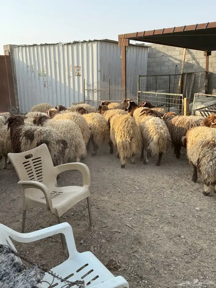 طليان نعيم جبر ناهي كناور 16