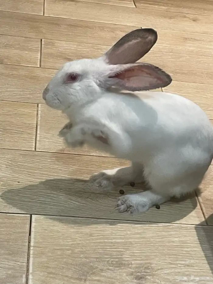 أرنب فرنسي للبيع في جدة 0
