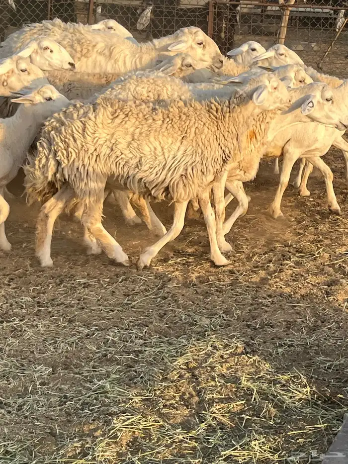 غنم حريات رخال حرش 2