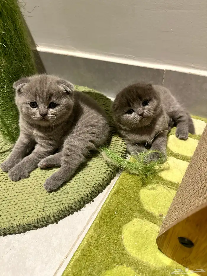 Scottish Fold Kitten Pure Breed 2