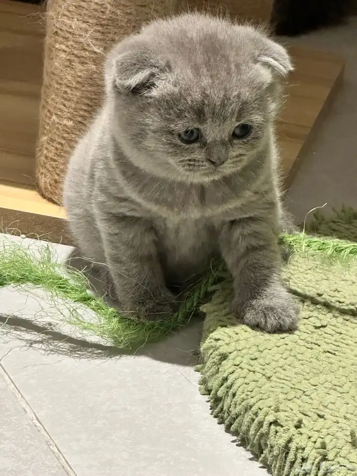 Scottish Fold Kitten Pure Breed 0