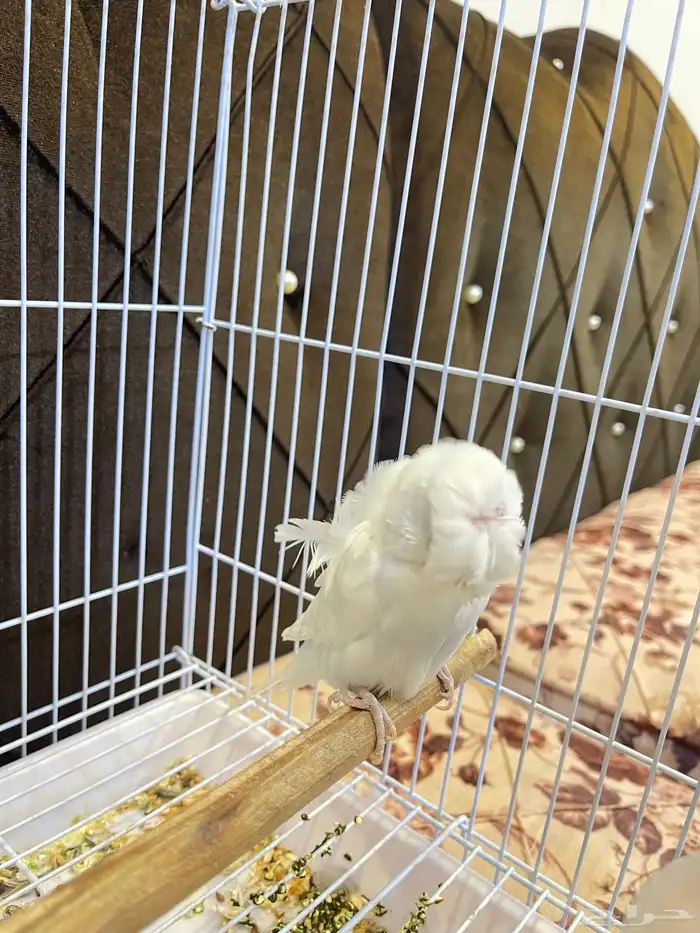 ذكر بادجي هوقو تم البيع 0