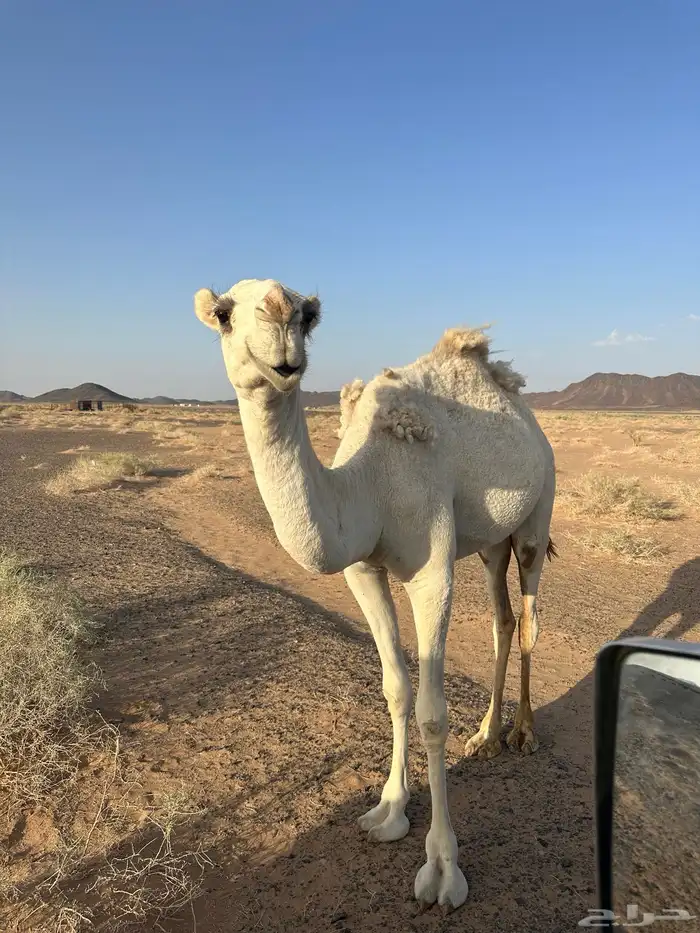 بكره حقه 0