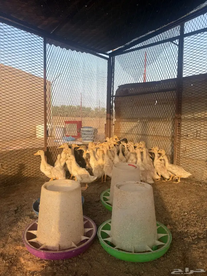 صوص بط بكيني سوبر جامبو 0
