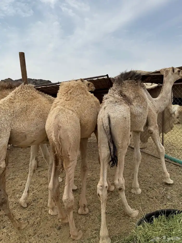 للبيع قعدان شقح الشحم فل طيبات وبريات 3
