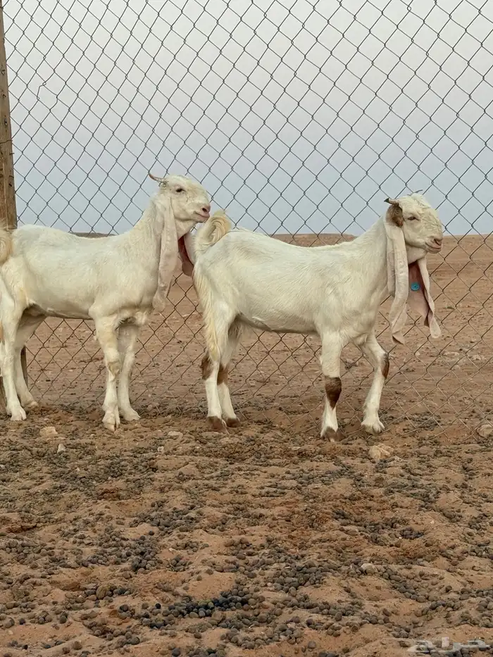 جفرات مطورات مقاني بالمجمعة 4