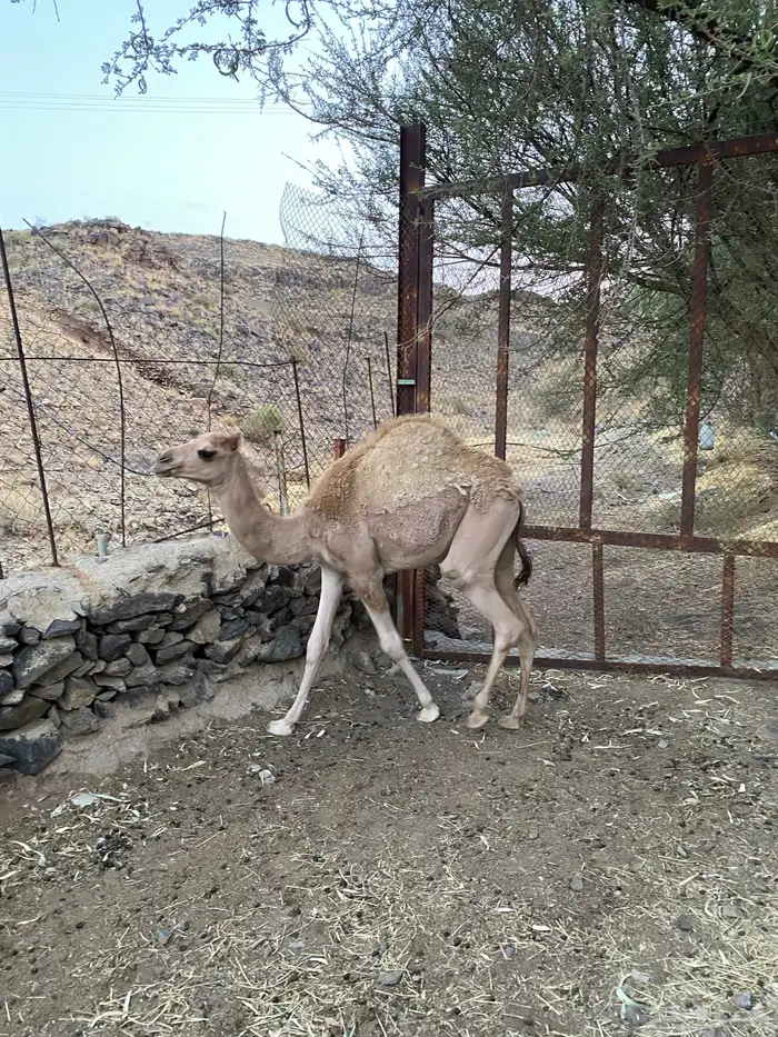ماشاءالله قعود لبناني ماله اسبوع تقريبا  من يوم فطم من امه 0