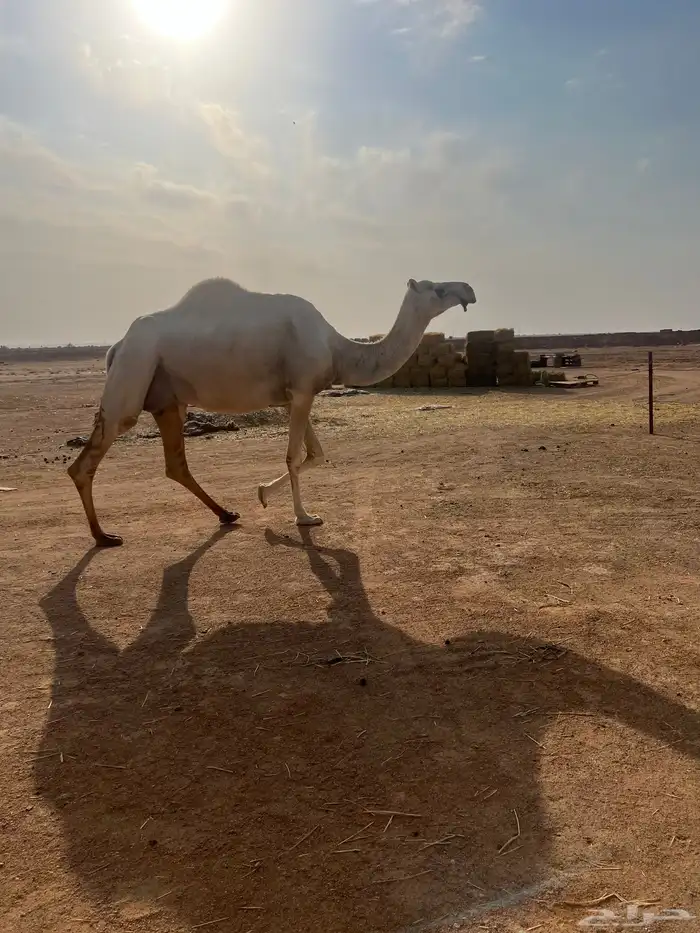 ناقه ضروبه ام ثالث وفيها حليب شرط 1