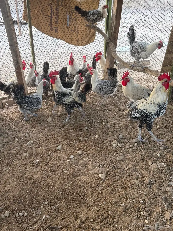 دجاج فيومي بياض 1