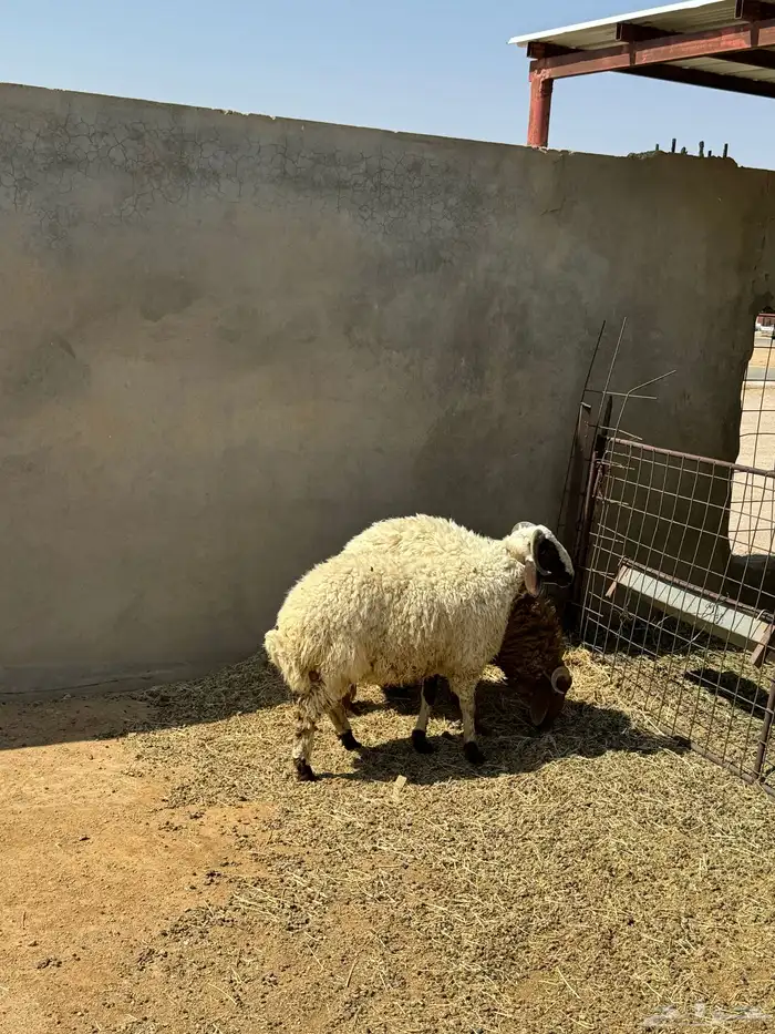 خرفان نعيم مغلقات 3