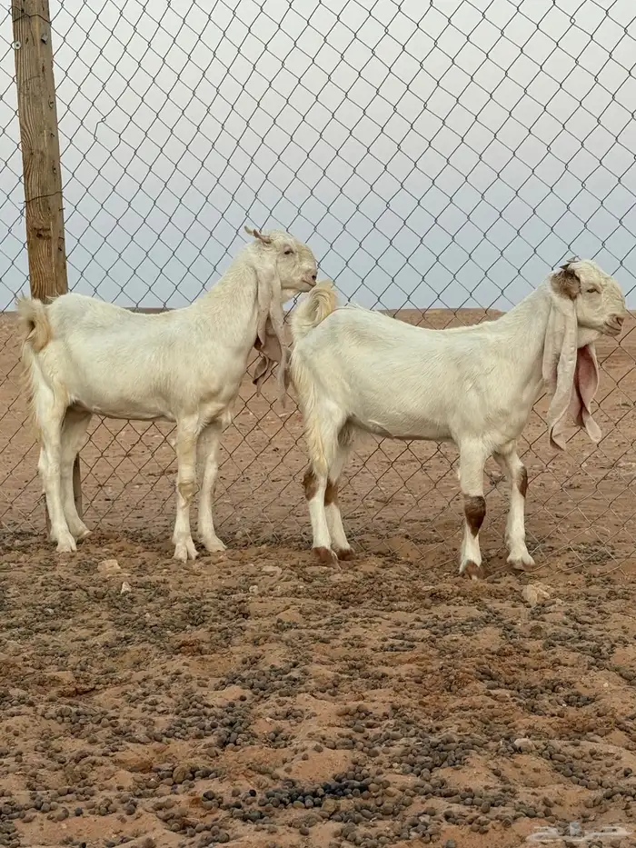 جفرات مطورات مقاني بالمجمعة 3